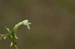 Small green wood orchid